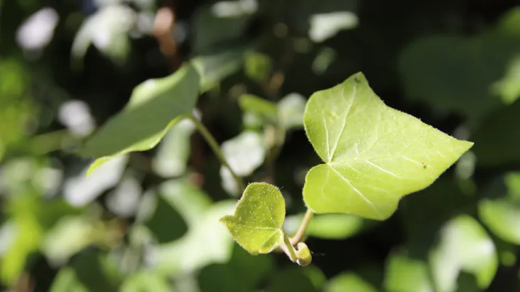 Koliko je sobni bršljan pogodan za uzgoj u stanu