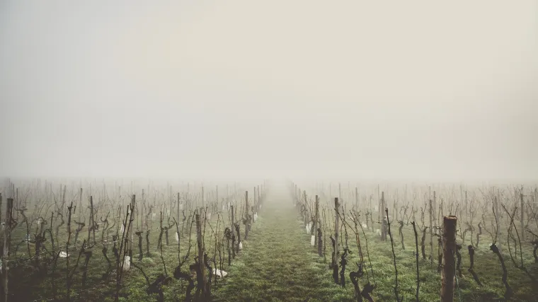 Kada se izvodi zimska rezidba vinove loze