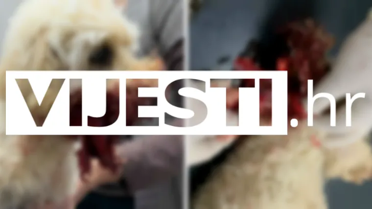 Uznemirujuće fotografije! 'Susjedov pit bull nam je rastrgao pudlicu. Strahujemo za djecu'