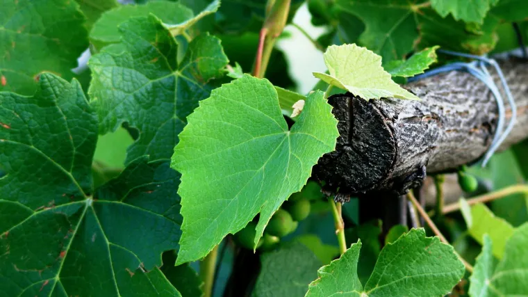 Kako se izvodi vezivanje vinove loze