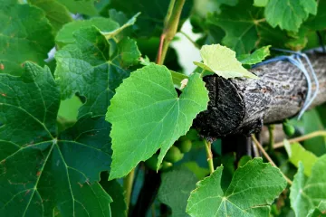 Kako se izvodi vezivanje vinove loze