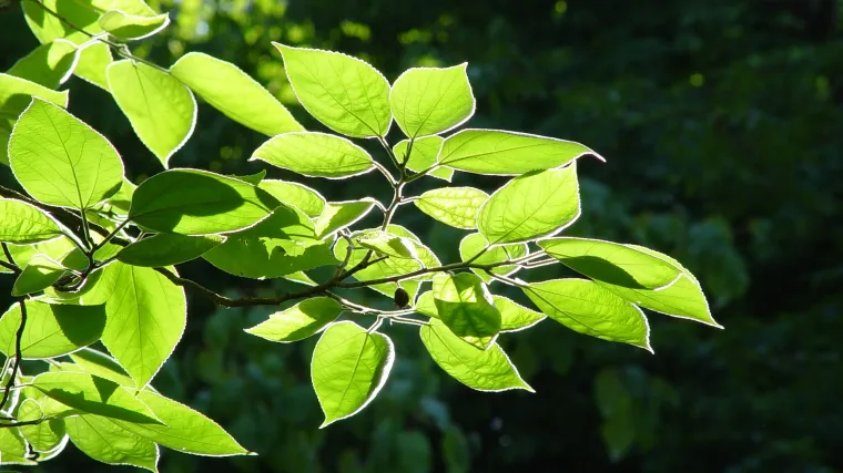 Ljekovita biljka: list bukve bogat je vitaminom C