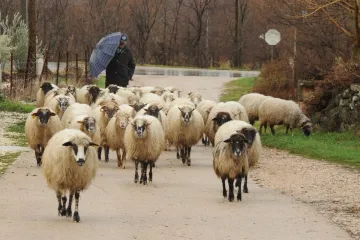 Mjesecima predgrađe Zadra napadaju vukovi: Kolju ovce, a i ljudi žive u strahu