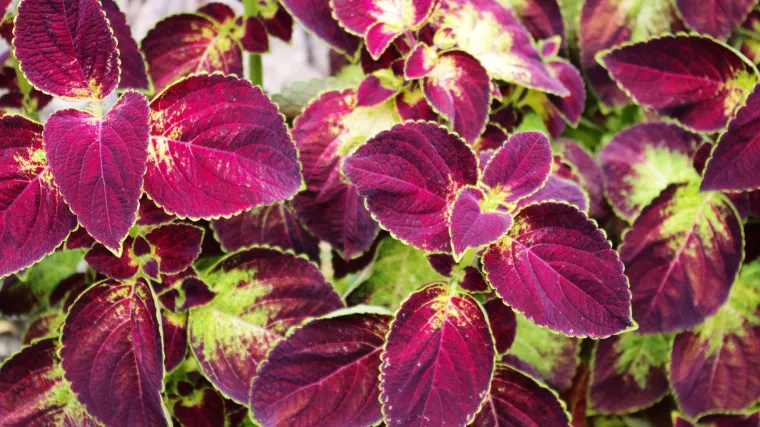 &Scaron;vedski br&scaron;ljan lijepa viseća biljka kojoj nećete odoljeti