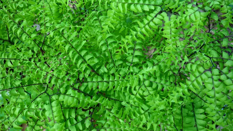 Gospin vlasak otmjena i elegantna biljka s nježnim izdancima