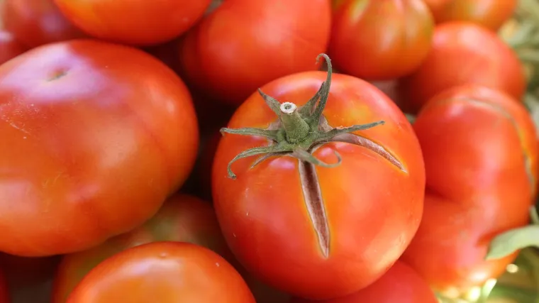 Uzgoj rajčice u vrtu: kako uzgojiti rajčicu u vrtu?