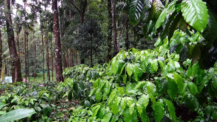Da li je moguće uzgojiti kavu u tegli i kako kava u tegli raste