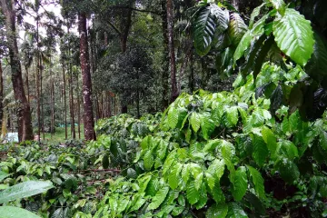 Da li je moguće uzgojiti kavu u tegli i kako kava u tegli raste