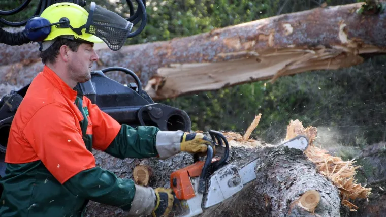 Hrvatske &scaron;ume: 'Na Medvednici nema prekomjerne sječe, uklanja se zrela &scaron;uma i podiže nova'