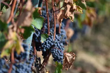 Kako spriječiti bolesti lista vinove loze