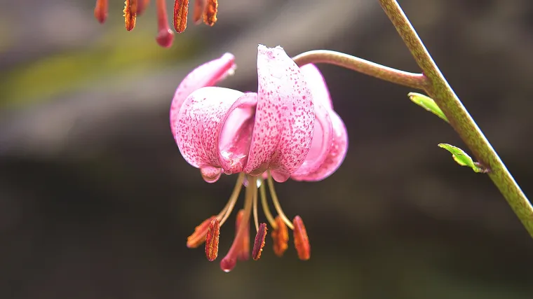 Zlatni ljiljan kao narodni lijek