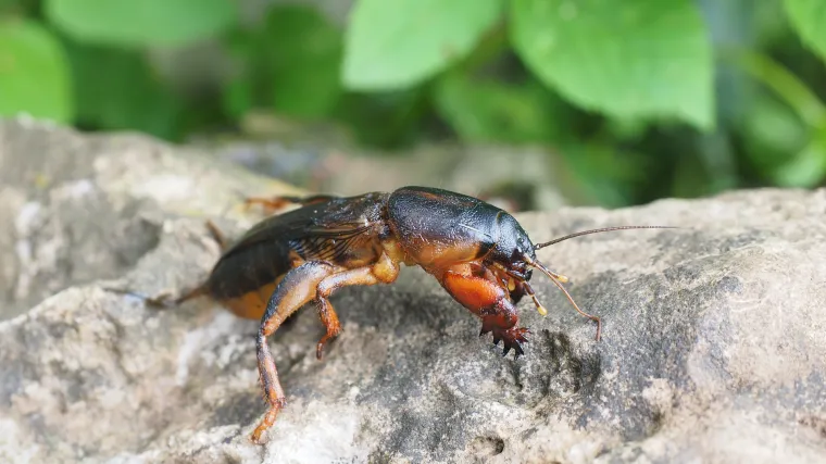 Rovac u vrtu - Znate li kako se boriti protiv rovca u vrtu?