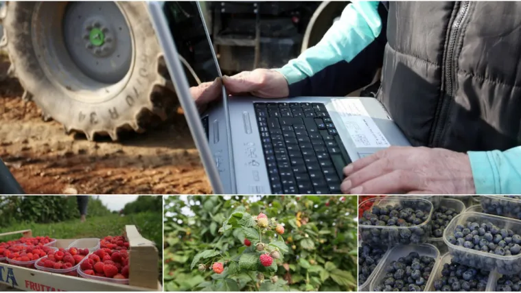 Pobjegao od računala na selo brati bobice: 'Svaki početak je težak, treba puno truda i odricanja'