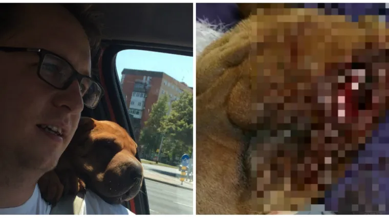 Uznemirujući video: Krvavi obračun u Gajnicama: 'Staford kujici odgrizao uho, a vlasnika ugrizao za nogu'