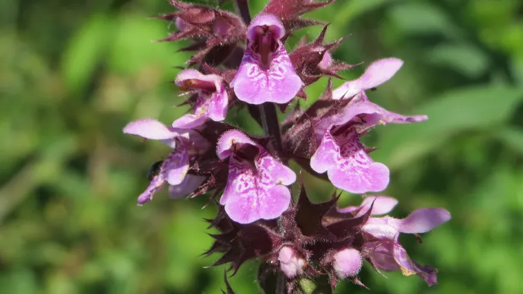 Obični šupljozub ili korov koji ne možete izbjeći