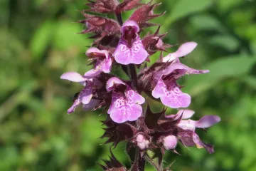 Obični šupljozub ili korov koji ne možete izbjeći