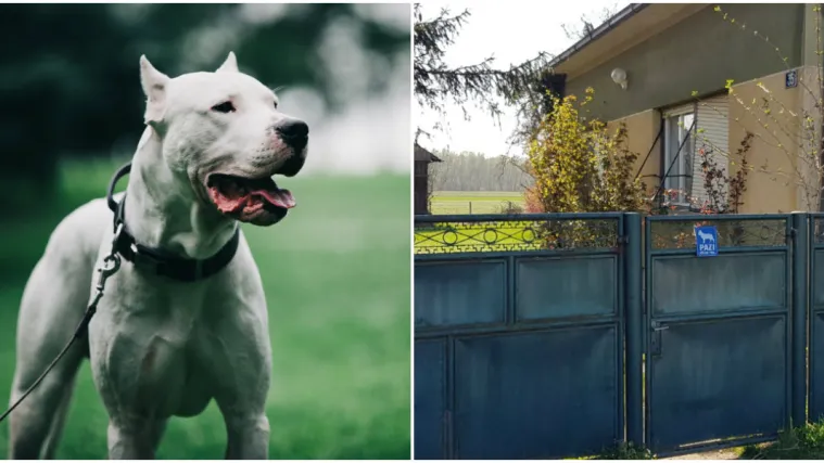 Detalji užasa: Htio joj je pomoći? Beba se probudila i počela plakati, a pas se zaletio i ugrizao je za glavu