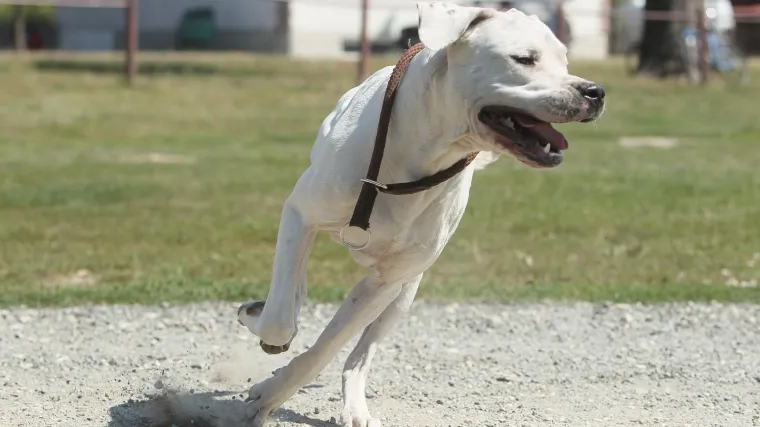Dogo Argentino izgrizao bebu staru mjesec dana: 'Dijete je u te&scaron;kom stanju i životno ugroženo'