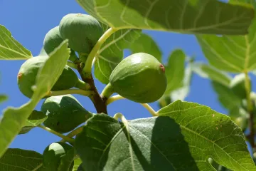 Znate li kako izgleda pravilno razmnožavanje smokve
