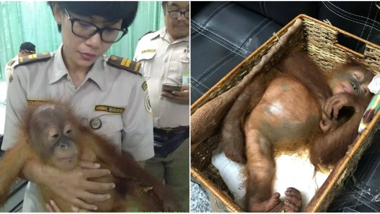 &Scaron;vercao orangutana u ručnoj prtljazi: Držao ga u drvenoj ko&scaron;ari, drogiranog i prekrivenog odjećom