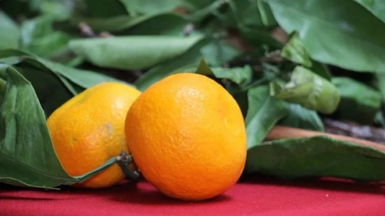 Kako se radi pravilno obrezivanje mandarine