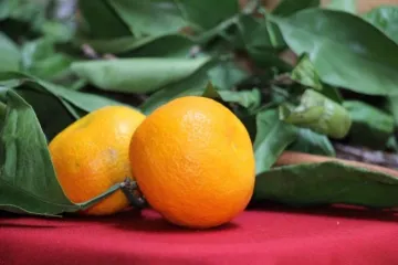 Kako se radi pravilno obrezivanje mandarine