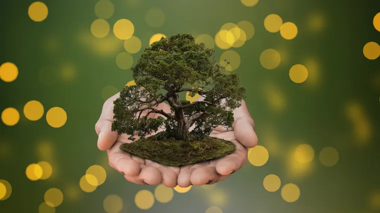 Bonsai maslina - pravila  u uzgoju bonsai maslina