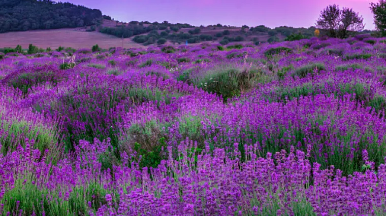 Lavanda - razmnožavanje lavande poludrvenastim reznicama