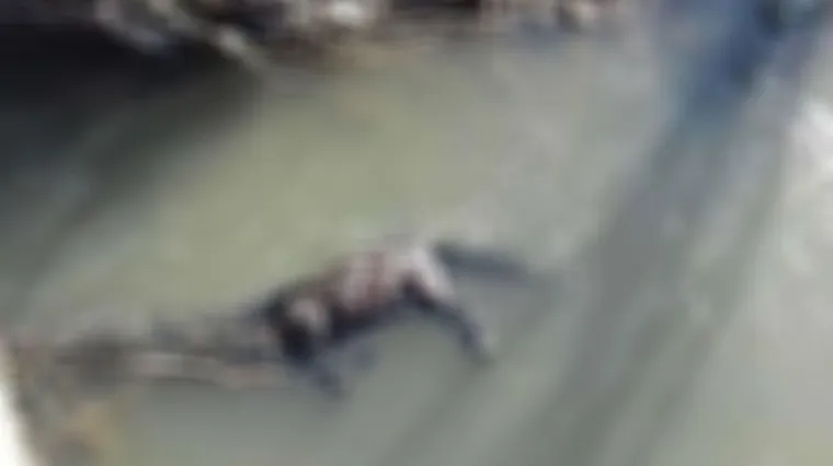 Zavezali mu noge i bacili u rijeku: Konj uginuo u stra&scaron;nim mukama