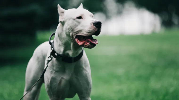 Beba koju je izgrizao pas jo&scaron; je životno ugrožena: 'Stanje je nepromijenjeno. I dalje je te&scaron;ko'