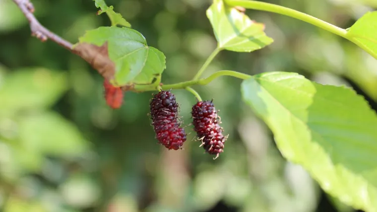Kineski dud: ljekovita biljka koja pomlađuje organizam