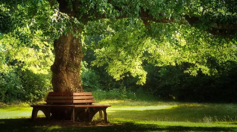 Biljke u &scaron;umi: kakvu sve floru nalazimo u &scaron;umama?
