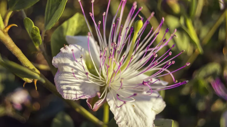 Kapar biljka - gdje uspijeva i kako se konzumira kapar biljka