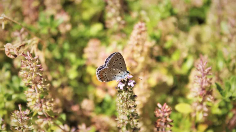 Amorfa biljka - biljka koju možda jo&scaron; niste susreli