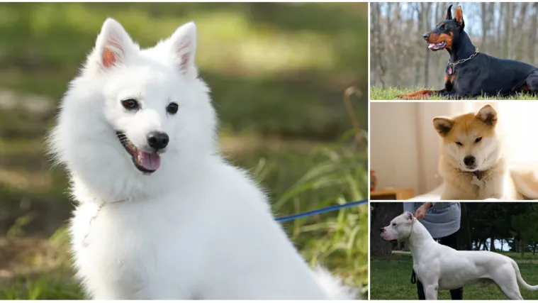 Evo kako zakon definira opasne pse: Znate li koji od njih moraju nositi brnjicu?