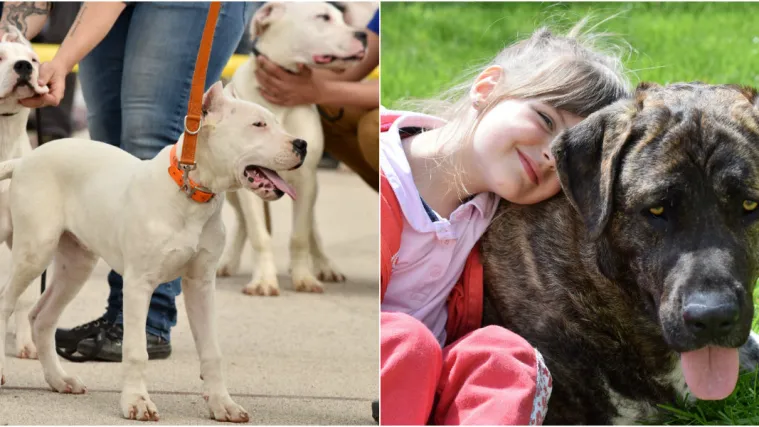 Opasan pas, ako je socijaliziran, može biti djetetov najbolji prijatelj: Ovo je snimka koja to dokazuje!