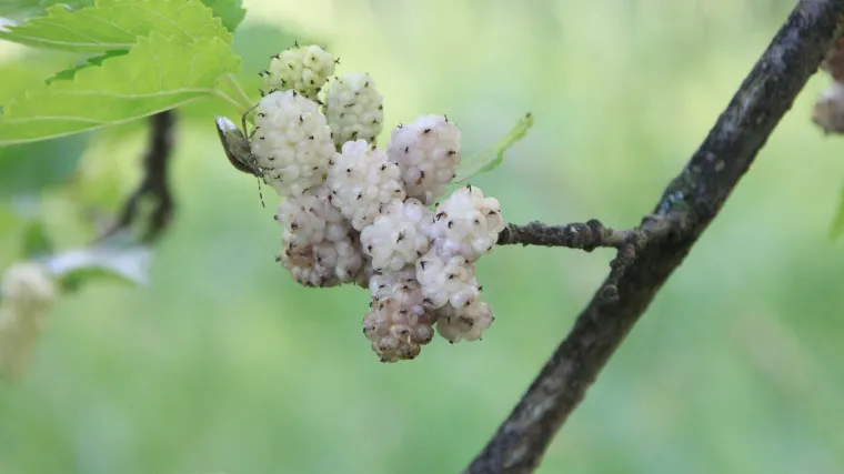 Japanski dud: karakteristike japanskog duda