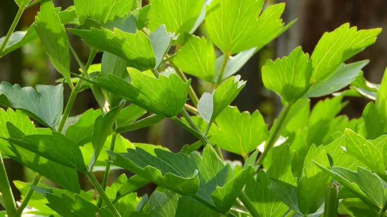 Vegeta biljka: zašto ju zovu biljkom ljubavnika?