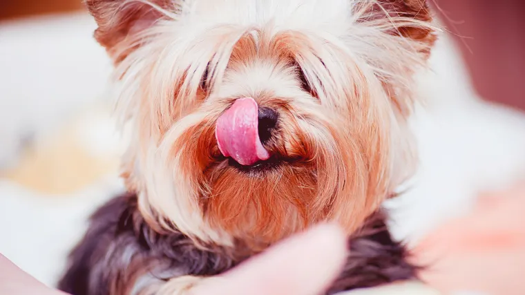 Mini jorki: savr&scaron;ena pasmina za va&scaron; stan