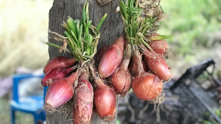Sjetva luka: kako i kada obaviti sjetvu luka?