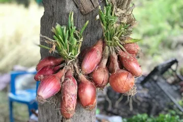 Sjetva luka: kako i kada obaviti sjetvu luka?