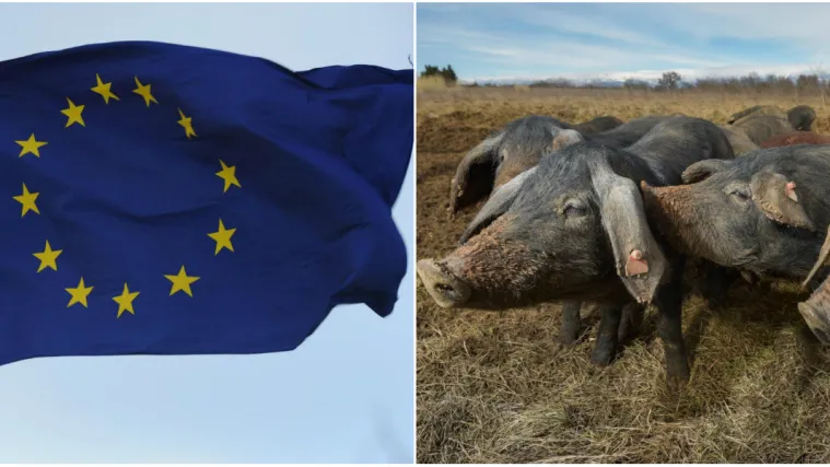 Svinjska kuga napravila probleme hrvatskim stočarima: 'U toj priči postoji puno rupa'