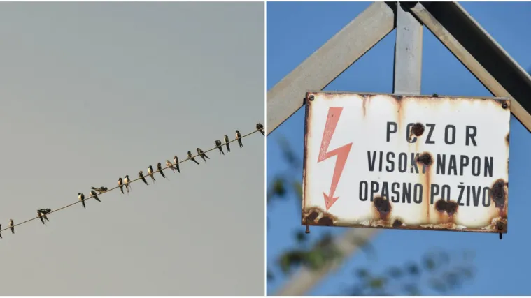 Čovjek htio spasiti svog ljubimca s dalekovoda pa umro od posljedica strujnog udara