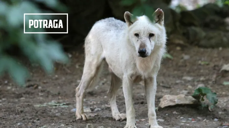 UZNEMIRUJUĆA SNIMKA Vukovi kolju ovce, a oni su nemoćni: 'Vidim krvavo janje...'