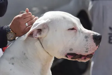 Obavljen je kontrolni MR, idućih nekoliko dana je ključno