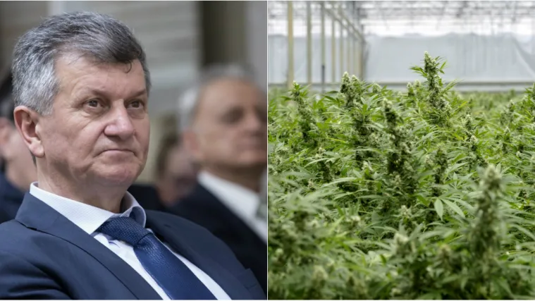 Medicinski kanabis legalan je u Hrvatskoj, ali bolesnima nije dostupan: 'Sramota, kupuju ga na razne načine'