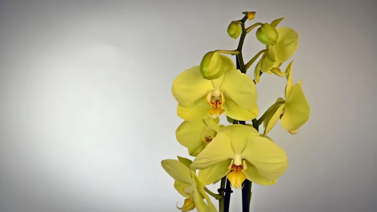 Zelena orhideja: kako održavati ovu ukrasnu biljku?