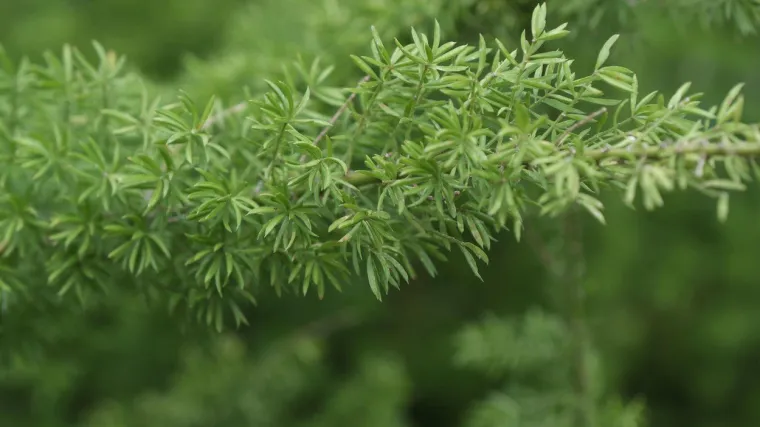 Biljka &scaron;umica: savr&scaron;ena biljka za svaki stan