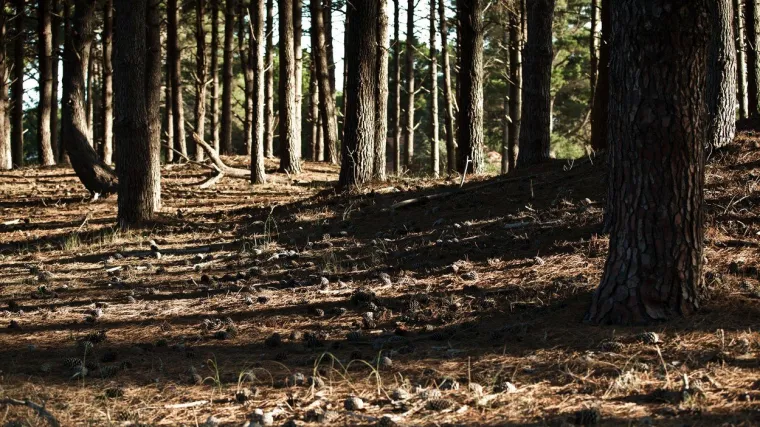 Biljke koje rastu u sjeni i ne trebaju sunčevu svjetlost