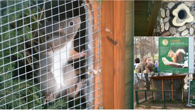 Policija i građani u potrazi za vjevericama: Netko im je otvorio nastambu i izgubio im se svaki trag